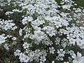 Cerastium biebersteinii