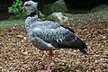 Chauna torquata Southern screamer