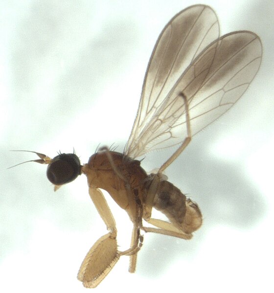 File:Chelipoda fuscoptera male.jpg