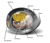 Diagrama de un enbrion de gałina inte el so nono dì, drento del resipiente orgànego conosesto cofà ovo o vovo.