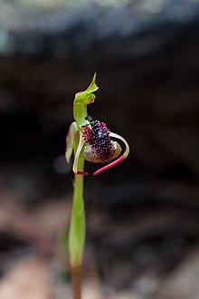 Chiloglottis trilabra.jpg