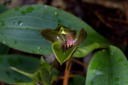 Chiloglottis valida by Haydenrjones