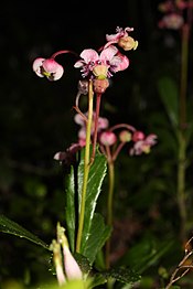 Chimaphila umbellata 0966.JPG 