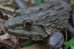Chinese Bullfrog (Hoplobatrachus rugulosus) 虎紋蛙(田雞)2.jpg