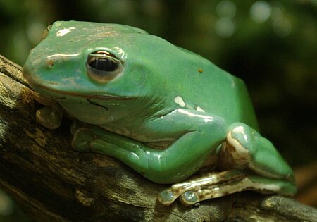 Tập_tin:Chineseglidingfrog2.jpg