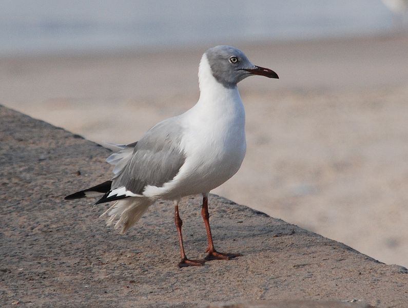 File:Chroicocephalus cirrocephalus.jpg