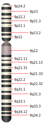 File:Chromosome 9.svg