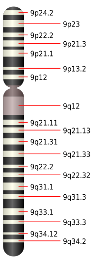 Vignette pour Chromosome 9 humain