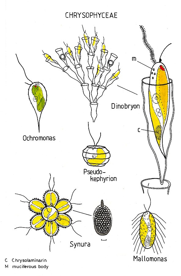 Chrysophyceae