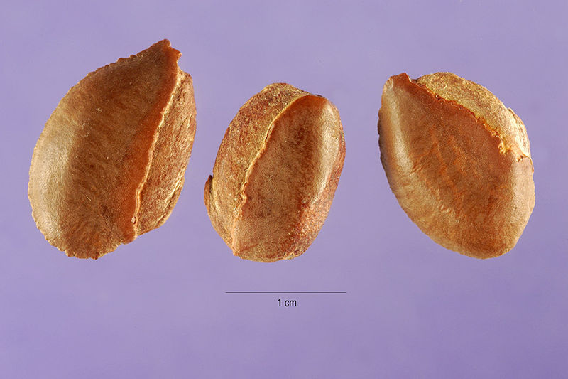 File:Chrysophyllum cainito seeds.jpg