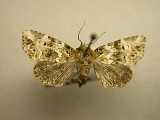 <i>Chytonix elegans</i> Species of moth