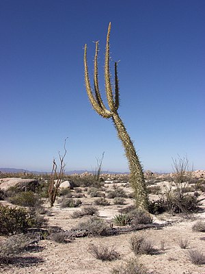 Cirio Baja Kaliforniában, a Cataviña régióban