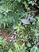 茎の下方の葉の基部は茎を広く抱く