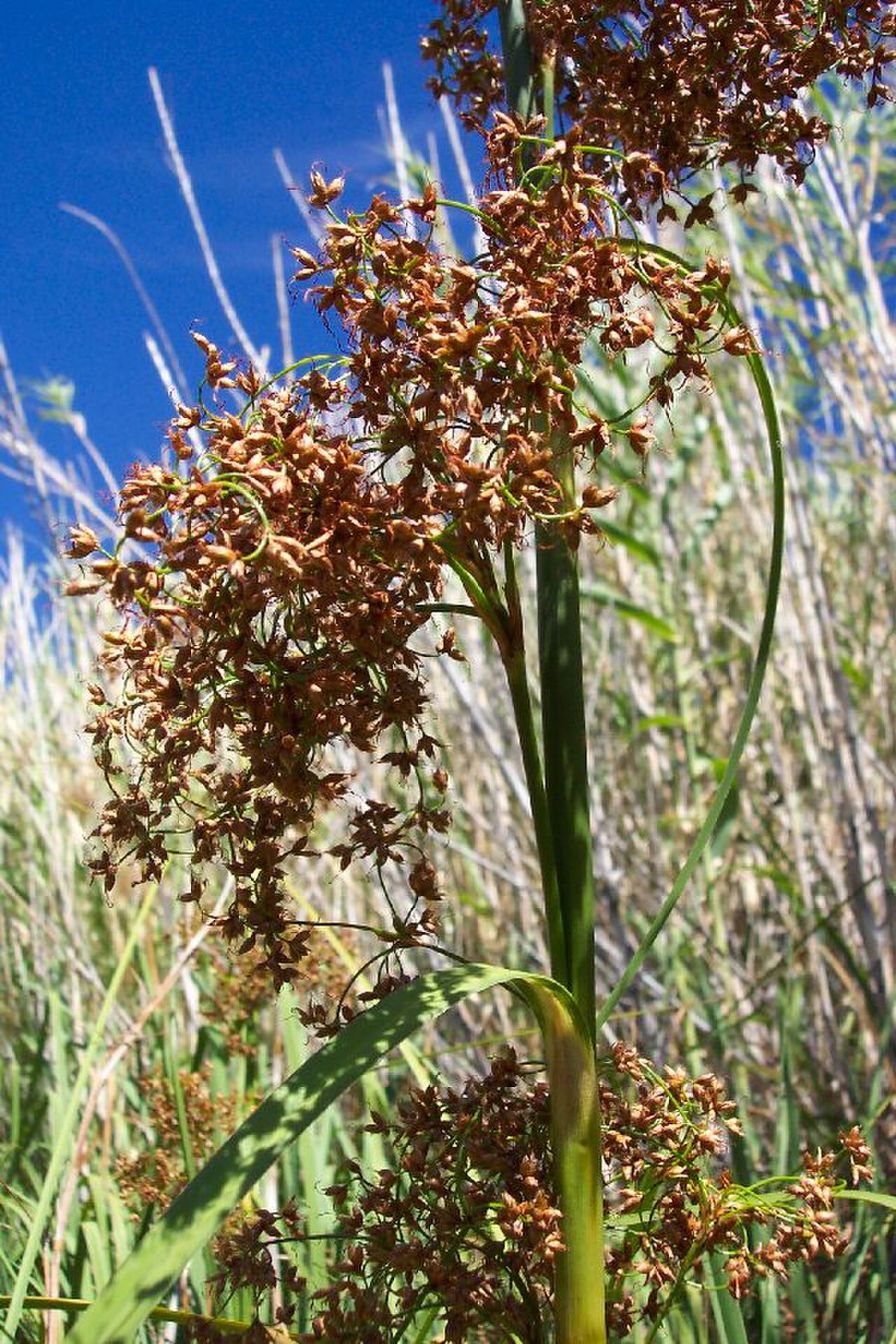 Меч трава фото. Cladium mariscus. Меч-трава обыкновенная - Cladium mariscus. Cladium mariscus (l.) Pohl (меч-трава обыкновенная),. Меч-трава Мартиуса - Cladium Martii.