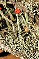 Cladonia macilenta closeup.jpg