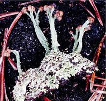 Cladonia peziziformis Cladonia peziziformis (ECU).jpg