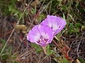 Clarkia imbricata.jpg