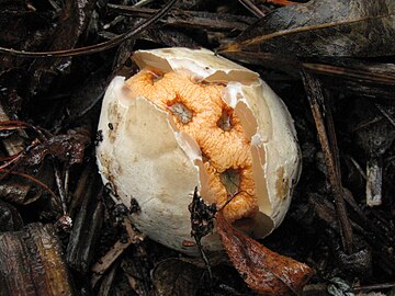 Clathrus Ruber