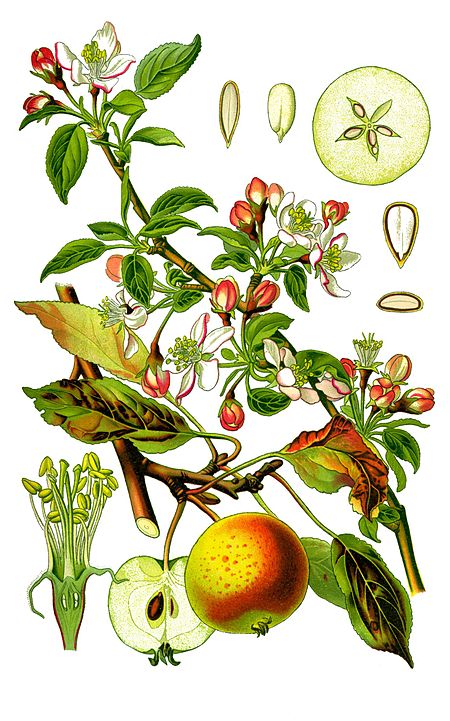 Cleaned-Illustration Malus domestica.jpg