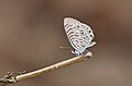 * Nomination Close wing Basking activity of Leptotes plinius (Fabricius, 1793) - Zebra Blue (Female) --Sandipoutsider 10:11, 2 March 2024 (UTC) * Promotion  Support Good quality. --Rjcastillo 22:36, 1 March 2024 (UTC)