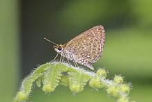 Dekat sayap postur Aeromachus jhora de Nicéville, 1885 – abu-Abu Scrub Hopper kupu-Kupu dari Pakke - 18.jpg