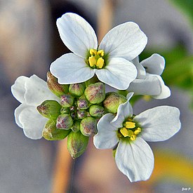 Cakile lanceolata