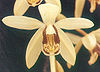 Coelogyne tomentosa Coelogyne-tomentosa.jpg