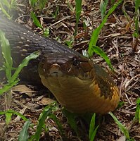 King Cobra shot at Bannerghatta,Bangalore,India.