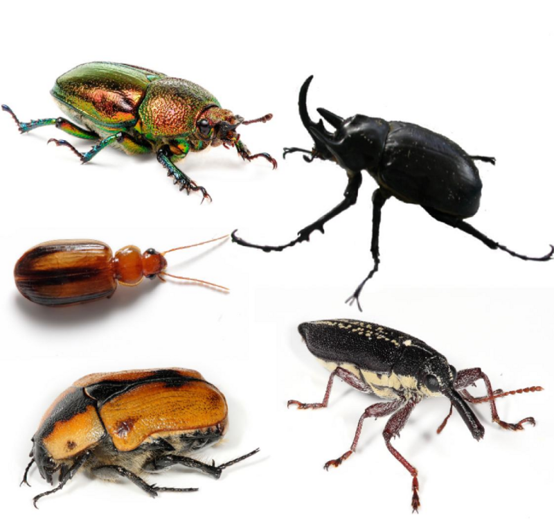 علاج ووقاية ومكافحة الخنافس 800px-Coleoptera_collage