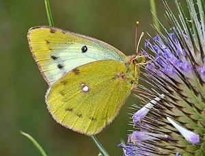 Golden Eight (Colias hyale), female