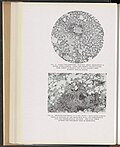 Thumbnail for File:Collected Studies on the Pathology of War Gas Poisoning - DPLA - 7c26adc4cb97e88f92485ae74a5b2dfd (page 34).jpg