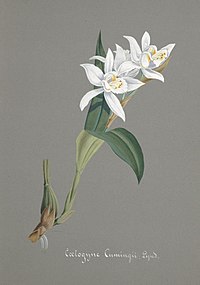 Coelogyne cumingii