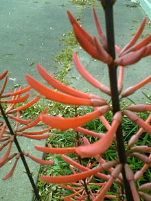 Colorines Pflanze aus der texanischen Wüste (2) .jpg
