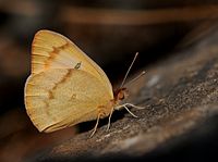 Colotis fausta - Büyük Somon Arap kelebeği 02.jpg