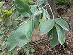 Combretum molle - Wikipedia