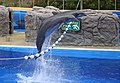 * Nomination Common Bottlenose Dolphins (Tursiops truncatus), Palmitos Park, Gran Canaria. --Martin Falbisoner 11:50, 4 June 2018 (UTC) * Promotion Good quality. -- Johann Jaritz 12:01, 4 June 2018 (UTC)