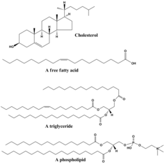 Lipid