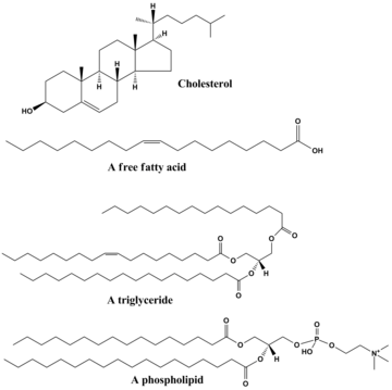 Lipidi