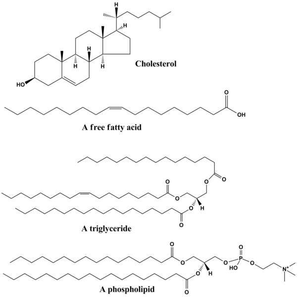 File:Common lipids lmaps.png