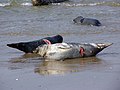 Common seal Phoca vitulina hurted.jpg