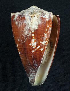 <i>Stephanoconus</i> Subgenus of gastropods