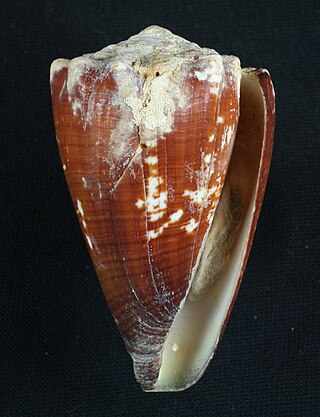 <i>Stephanoconus</i> Subgenus of gastropods