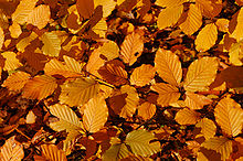 Copper Beech Fagus sylvatica f. purpurea Autumn Leaves Closeup 3008px.jpg