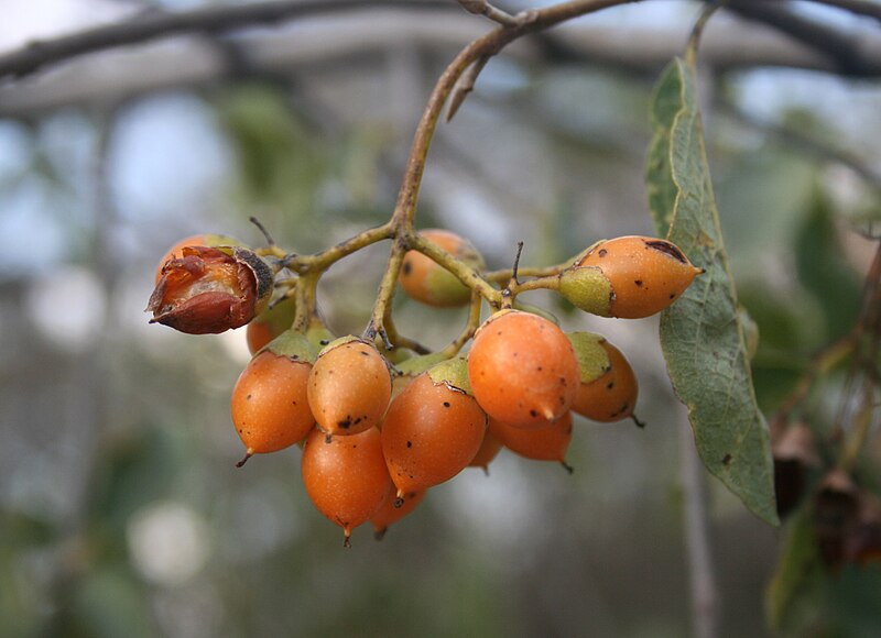 File:Cordia sinensis, vrugstadiumbloeiwyse, Pretoria NBT, b.jpg