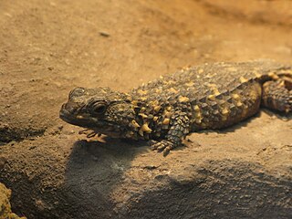 Zoutpansberg girdled lizard Species of lizard