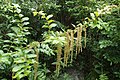 Coriaria arborea