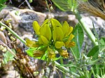 Coronilla juncea enfoque 2010-6-06 SierraMadrona.jpg