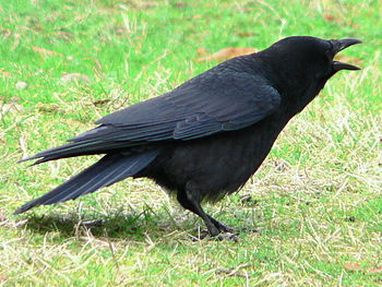 American or Northwestern Crow adjacent to the ...