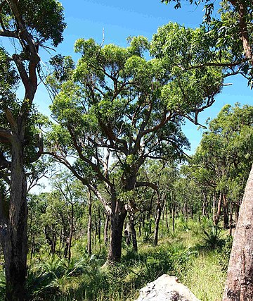 Corymbia clarksoniana