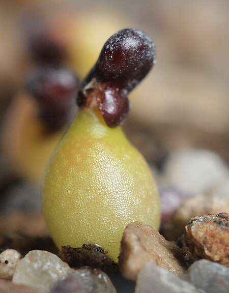 Tập_tin:Coryphantha_poselgeriana_var._valida_(8441387916).jpg